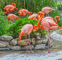 flamingo family in Lisbon zoo, Portugal