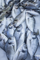 Obraz premium fish shop