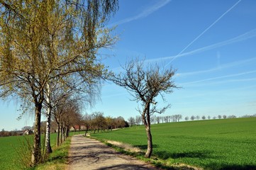 Obraz premium Auf dem Jakobsweg zwischen Dahlen und Lampertswalde
