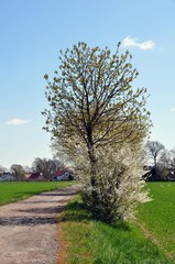 Obraz premium Kirschblüte am Jakobsweg bei Lampertswalde