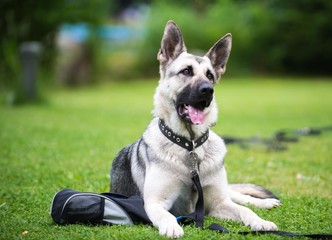 Shepherd dog lying on the ground