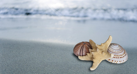 Starfish on the beach 