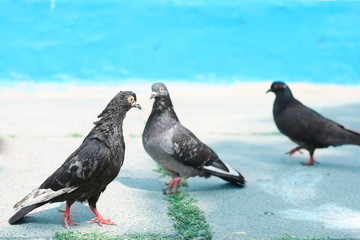 Pigeons