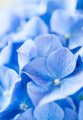 Close - up Hydrangea macrophylla summer and autumn flower