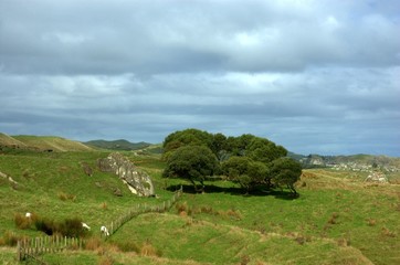 pasture, New Zealand