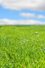 Fresh green grass background with blue sky