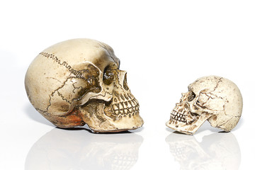 Skull model on a white background
