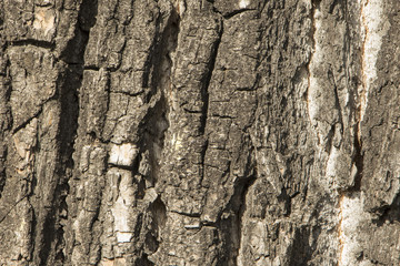 Bark background
