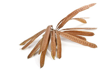 Twig Containing Cluster of Brown Unopened Seed Pods