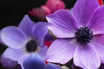 Anemon Çiçeği