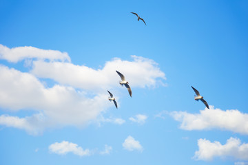 Seagulls flying in the sky among the clouds © ILYA AKINSHIN