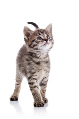 Fototapeta na wymiar Striped kitten