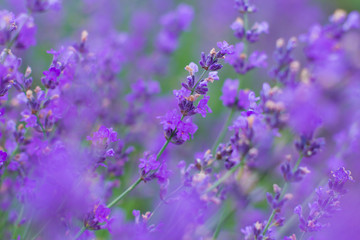 field lavender flowers morning