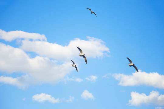 Seagulls flying in the sky among the clouds