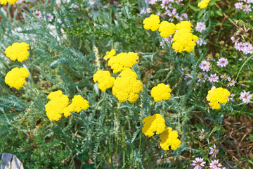 Spring field of yellow flowers