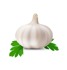 Garlic isolated on white background. Vector illustration