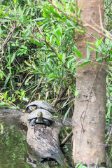 turtles in the Yacuma river