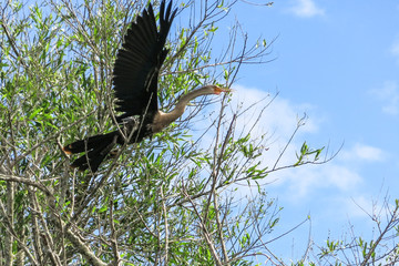 snake neck bird