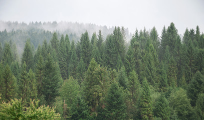 Fototapeta premium Mist covering the pine trees in mountains