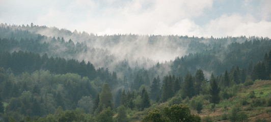 Mist covering the pine trees in mountains