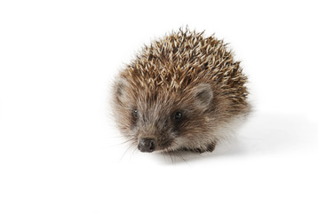 Cute baby hedgehog isolated in front of white background.