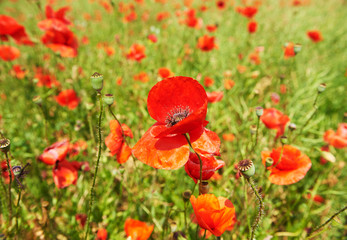 Landscape of poppies field of red flowers in Bulgaria