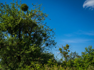 Misteln auf Baum