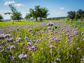 Bienenweide © focus finder