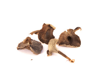 Isolated dry yellowfoots