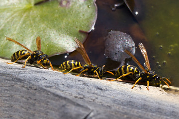 Wasp drinking water in the pond