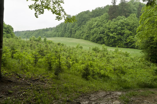 Fototapeta young spruce trees, meadow and forest in the background