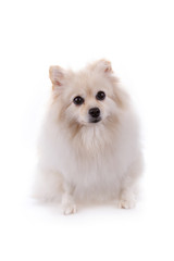 white pomeranian dog cute pets isolated on white background