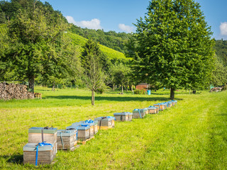 Bienenkästen auf Wiese