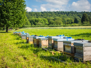Bienenkästen auf Wiese