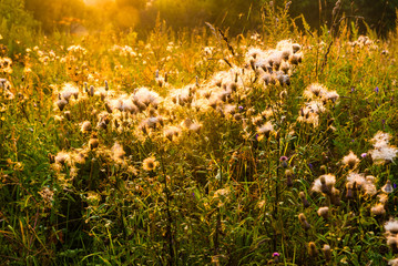 flower field under the morning sunlight