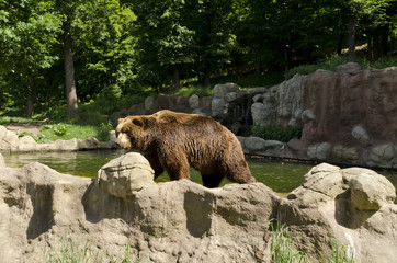 bear behind the rock