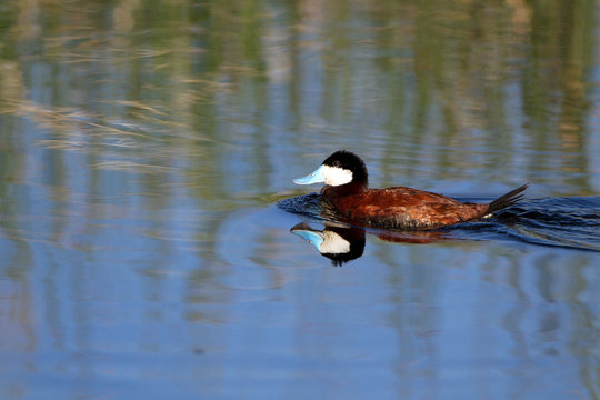 Ruddy Duck swims in blue marsh water, with reflections