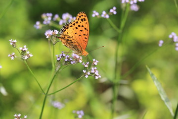 ツマグロヒョウモンとアレチハナガ