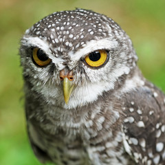 spotted owlet or athene brama bird