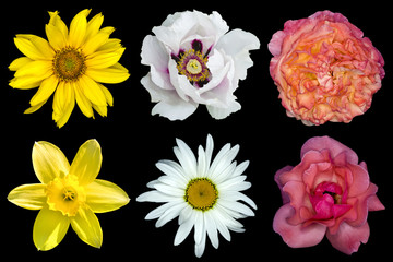 Mix collage of flowers: white peony, red and rose roses, yellow decorative sunflower, white daisy flower, day lilies isolated on black