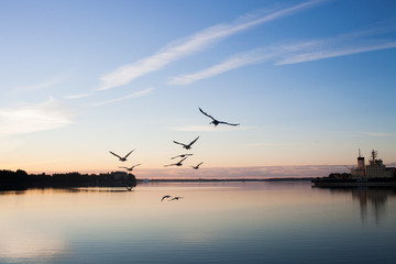 Fototapeta na wymiar seagulls hovering over the harbour at the sunrise