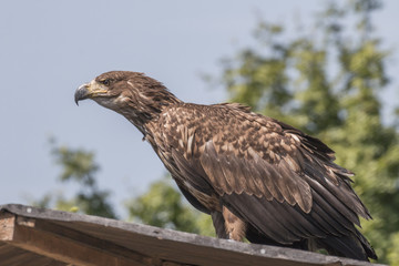 Seeadler (Haliaeetus albicilla)