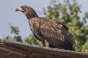 Seeadler (Haliaeetus albicilla)