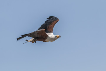Schreiseeadler (Haliaeetus vocifer)