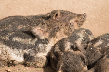 Young happy pigs lying in the sun in the pigsty