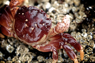 Purple Shore Crab Macro