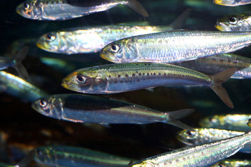 Japanese anchovy (Engraulis japonicus) in Japan