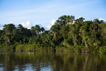 Fototapeta na wymiar アマゾン川