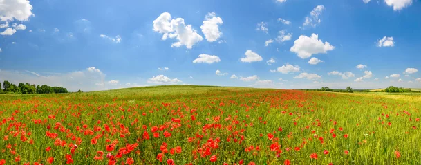 Wall murals Countryside Poppy field in summer countryside