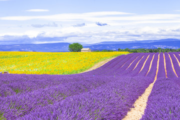 Fototapeta na wymiar violet fields of blooming lavander and sunflowers in Provence